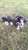 Catei Beagle Suceava, #1 All Systems