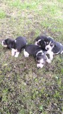 Catei Beagle Suceava
