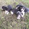 Catei Beagle Suceava