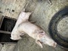 Porci de vanzare