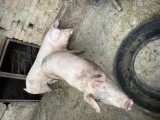 Porci de vanzare
