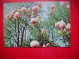 HOPCT 25188 MAGNOLII - FLORI -CP - NECIRCULATA