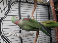 Marele alexandru foto