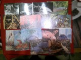 23 Ilustrate - Pesti si Fauna marina , 1 circulata