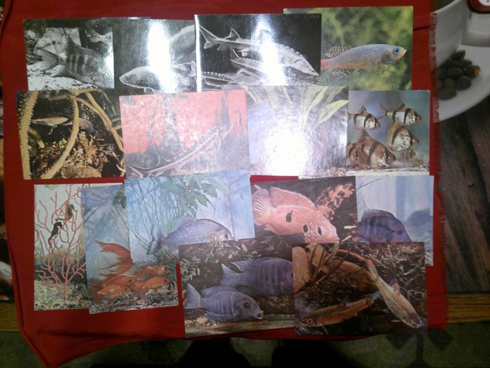 23 Ilustrate - Pesti si Fauna marina , 1 circulata
