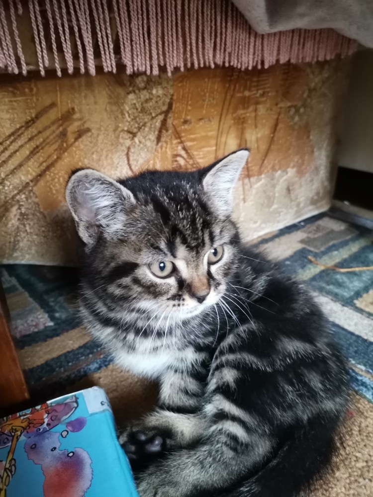 Vând pui de pisica british short hair  Okazii.ro