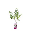 Hortensie, Hydrangea panic. LITTLE FRESCO Rou201306 PBR C2, Oem