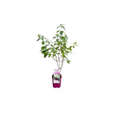 Hortensie, Hydrangea panic. LITTLE FRESCO Rou201306 PBR C2