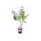 Hortensie, Hydrangea panic. LITTLE FRESCO Rou201306 PBR C2