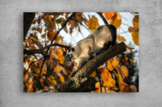 Tablouri Canvas Animale - Pisica la vanatoare foto