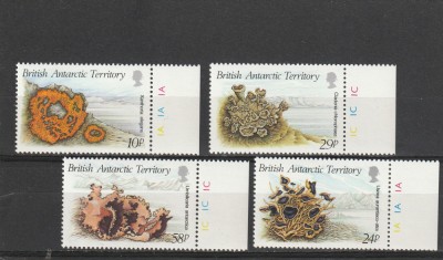 Fauna ,corali,teritoriu Antartic Britanic, foto