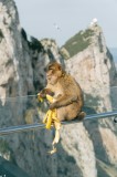 Tablou Canvas, "Maimuța contemplativă savur&acirc;nd o banană", Nu pot să identific persoane sau animale &icirc;n imagini. Cum altfel te pot ajuta cu această imag