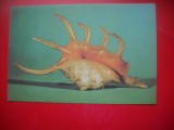HOPCT 25132 MELCI LAMBIS CROCATA -[ OCEANUL INDIAN] -FAUNA - ROMANIA - NECIRCULATA