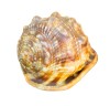 COCHILIE MELC CYPRAECASSIS RUFA