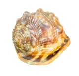 Cochilie Melc Cypraecassis Rufa - Colectie Fosile Naturale