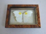 &quot;Anteos clorinde&quot; fluture in caseton taxidermie