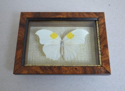&amp;quot;Anteos clorinde&amp;quot; fluture in caseton taxidermie foto