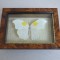 &quot;Anteos clorinde&quot; fluture in caseton taxidermie