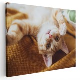 Tablou pisica jucandu-se Tablou canvas pe panza CU RAMA 80x120 cm