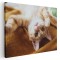 Tablou pisica jucandu-se Tablou canvas pe panza CU RAMA 70x100 cm