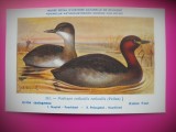 HOPCT 6317 PODICEPS RUFICOLLIS RUFICOLLIS -PASARI DE APA -FAUNA EUROPA-CP CHROMO LITHO -MUZEUL REGAL STIINTE NATURALE BELGIA-NECIRCULATA, Printata