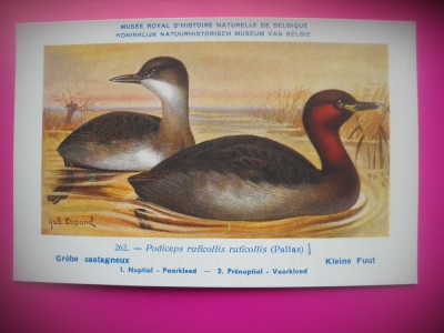 HOPCT 6317 PODICEPS RUFICOLLIS RUFICOLLIS -PASARI DE APA -FAUNA EUROPA-CP CHROMO LITHO -MUZEUL REGAL STIINTE NATURALE BELGIA-NECIRCULATA foto