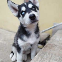 Vând pui de Husky Siberian