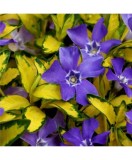 Planta Vinca minor Illumination P9, ghiveci 9cm, Oem