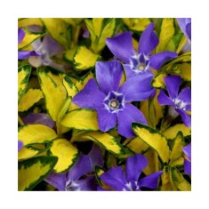 Planta Vinca minor Illumination P9, ghiveci 9cm