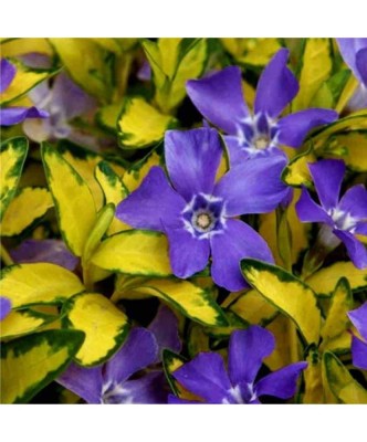 Planta Vinca minor Illumination P9, ghiveci 9cm foto