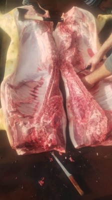 Vand porci vi si taiati foto