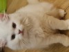 British Shorthair și Longhair White si Silver Tabby, masculi si femele