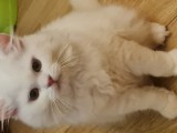 British Shorthair și Longhair White si Silver Tabby, masculi si femele
