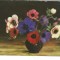 #carte postala(ilustrata)-ANEMONE