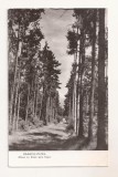 RF66 -Carte Postala- Ramnicu-Valcea, Aleea cu brazi spre foisor, necirculata 1962