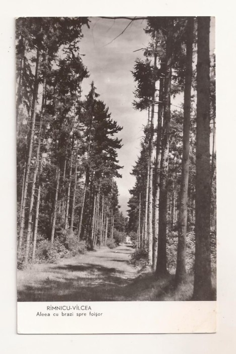 RF66 -Carte Postala- Ramnicu-Valcea, Aleea cu brazi spre foisor, necirculata 1962