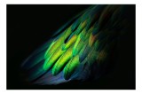Tablou Canvas, "Aripi irizate &icirc;n lumină obscură", Culori, Pene, Lumină, Verde, Textură, Frumusețe, Natură, Mister, Strălucire, Gradient, 39 x 26 cm, C