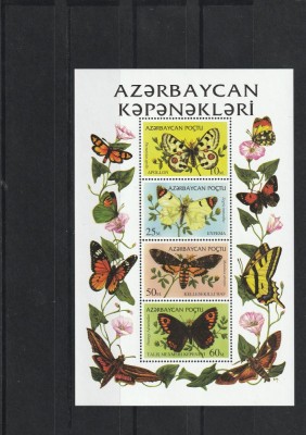 Fauna ,fluturi,Azerbaijan. foto