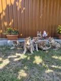 Pui C&acirc;ine Lup Cehoslovac de v&acirc;nzare