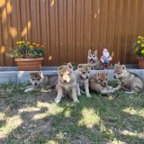 Pui C&acirc;ine Lup Cehoslovac de v&acirc;nzare
