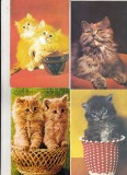Bnk cp Pisici - lot 20 carti postale si felicitari necirculate *, Necirculata, Printata