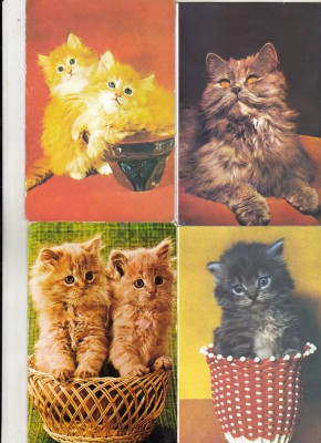 bnk cp Pisici - lot 20 carti postale si felicitari necirculate * foto