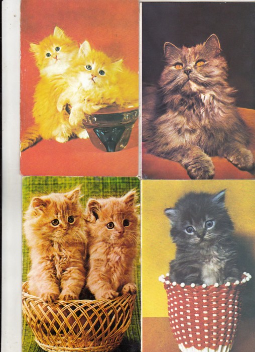 bnk cp Pisici - lot 20 carti postale si felicitari necirculate *