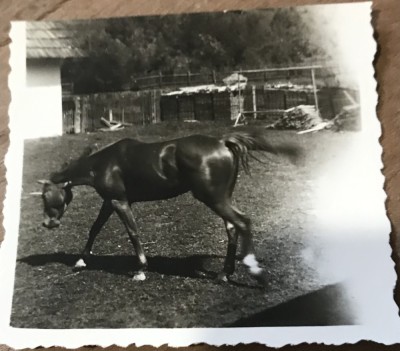 Fotografii Pojorata Suceava foto