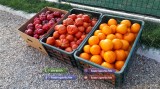 Rasaduri Legume | Rasad de rosii tomate ardei vinete castraveti varza* 2025