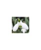 Ghiocel Galanthus, Hippolyta, Alb, 6/7, 1 Bulb, Oem