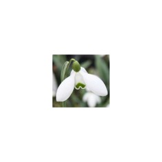 Ghiocel Galanthus, Hippolyta, Alb, 6/7, 1 Bulb