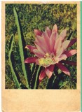 CPIB 16692 CARTE POSTALA - MOSCOVA. FLOARE DE CACTUS, Circulata, Fotografie