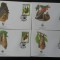 Fiji-WWF,FDC lilieci -set complet