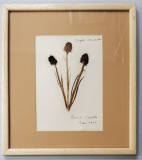 Sangele voinicului - Plansa de ierbar, 1963